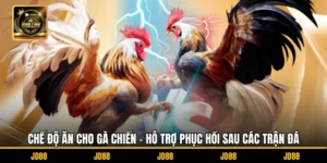 Chế Độ Ăn Cho Gà Chiến - Hỗ Trợ Phục Hồi Sau Các Trận Đá
